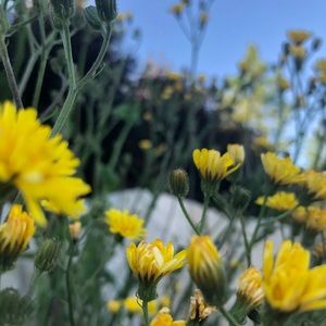 Meet your Posher, Sonia